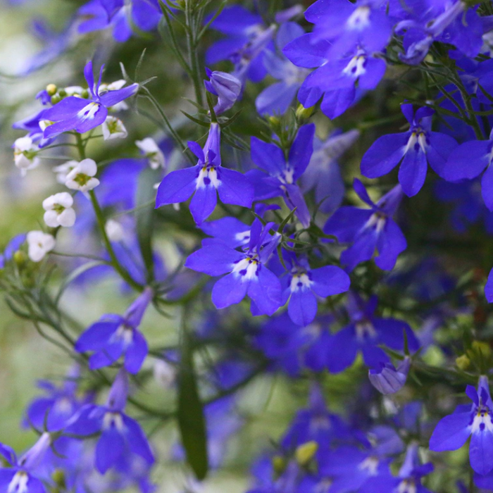 Blue Lobelia Flower Seeds