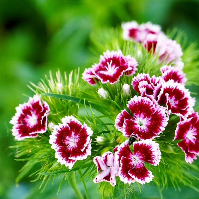 Sweet William Dianthus Flower Seeds