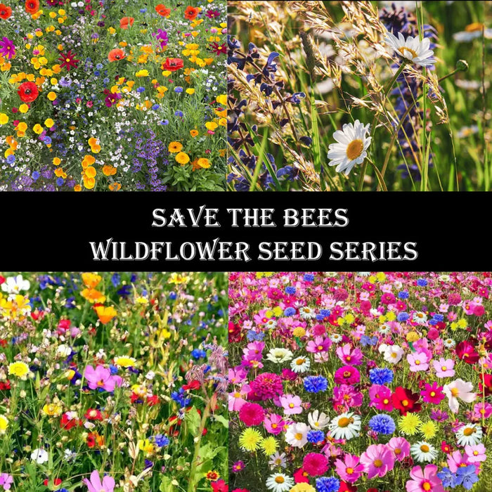 Bee Wildflower Flower Seeds