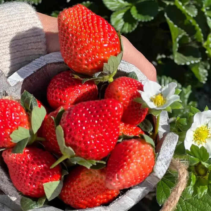 All Season Cream Strawberry Seeds