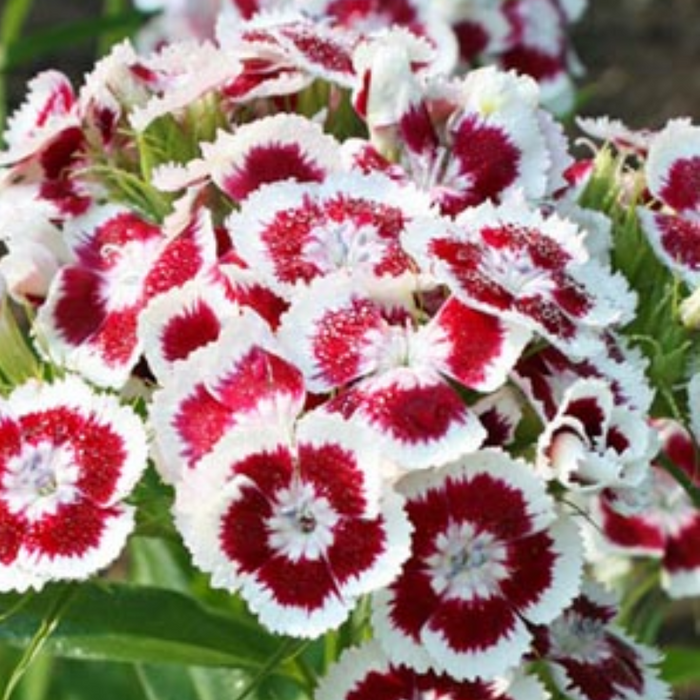 Sweet William Dianthus Flower Seeds