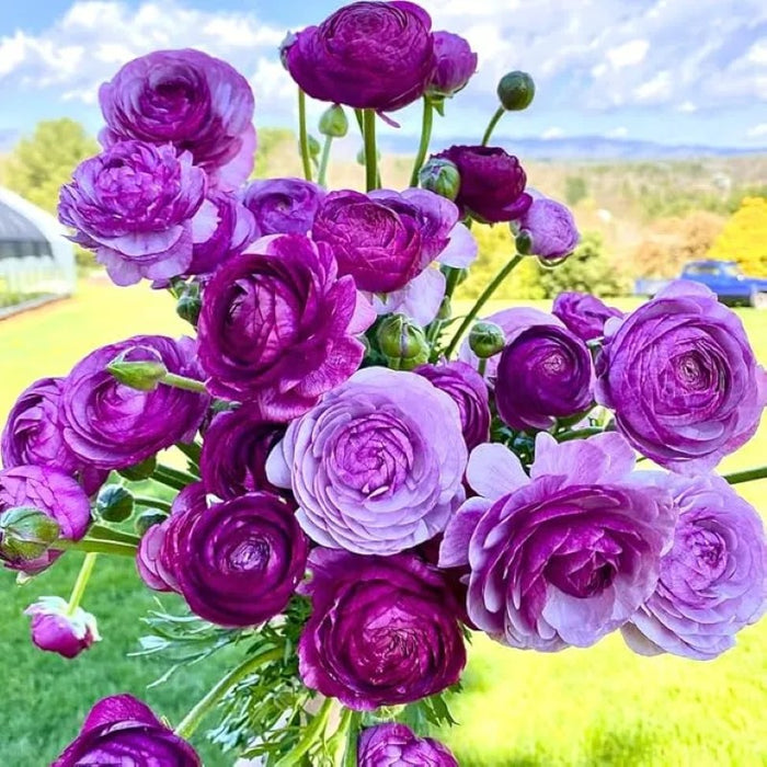 Ranunculus Flower Bulbs For Garden And Landscaping