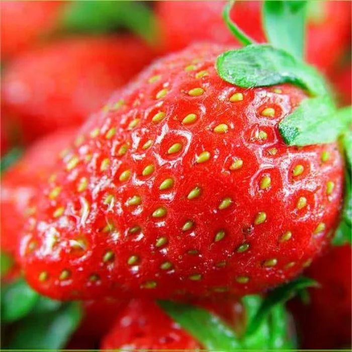 All Season Cream Strawberry Seeds