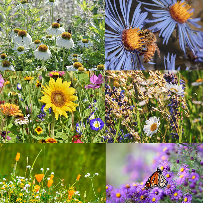 Bee Wildflower Flower Seeds