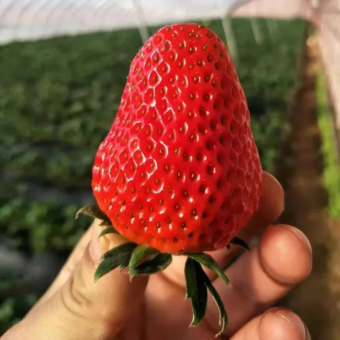 All Season Cream Strawberry Seeds