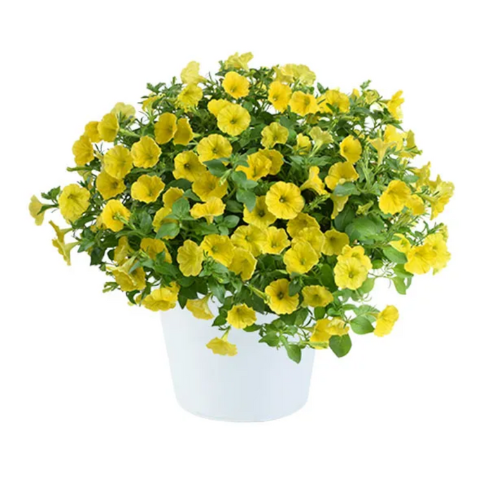 Lemon Slice Calibrachoa Petunia Flower Seeds