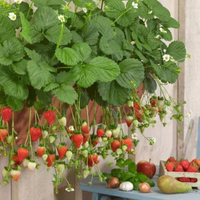 All Season Cream Strawberry Seeds