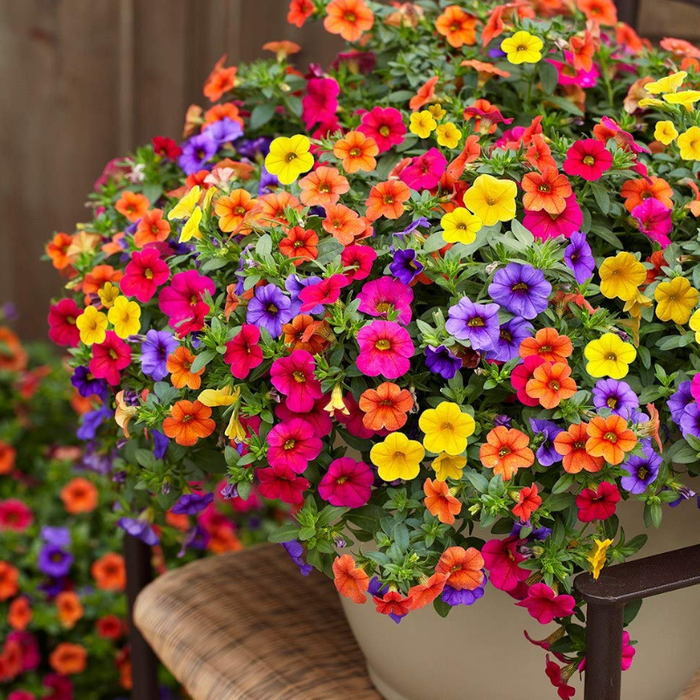 Calibrachoa Petunia Flower Seeds — American Seed Store