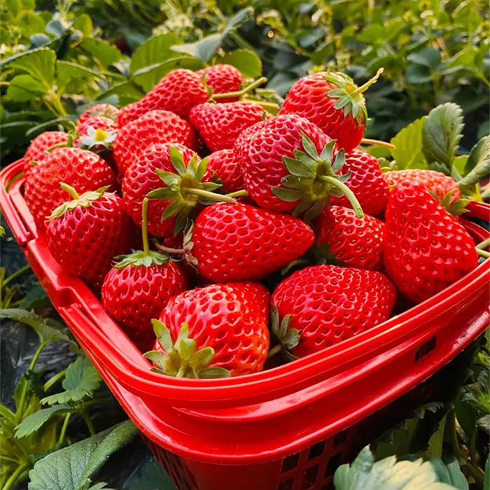 All Season Cream Strawberry Seeds