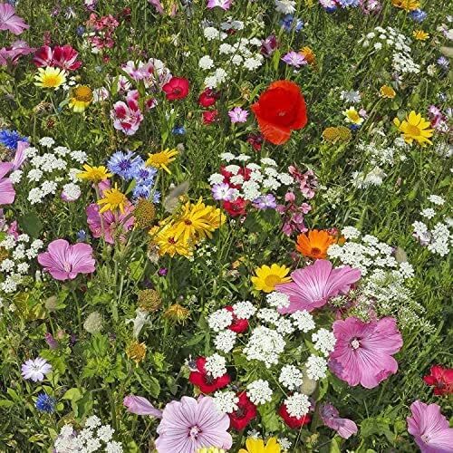 Bee Wildflower Flower Seeds