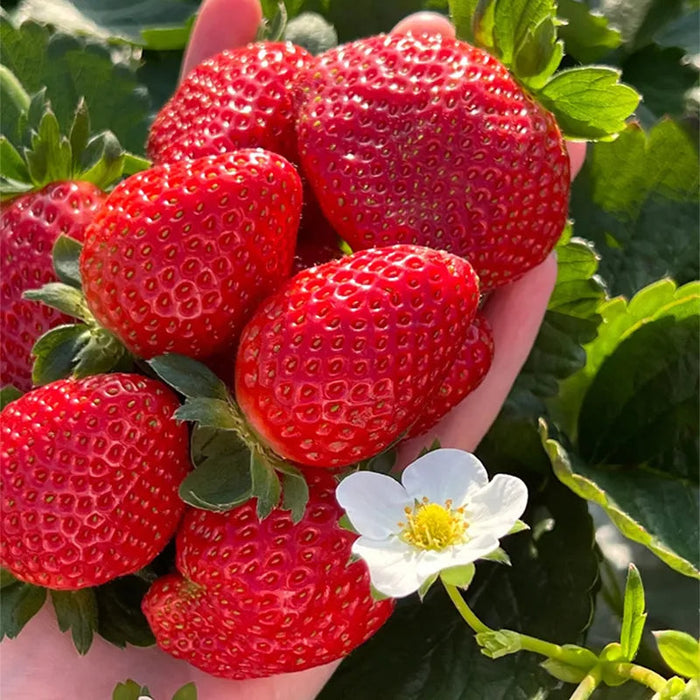 All Season Cream Strawberry Seeds