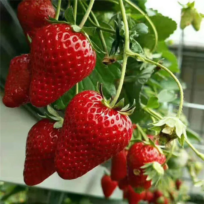 All Season Cream Strawberry Seeds