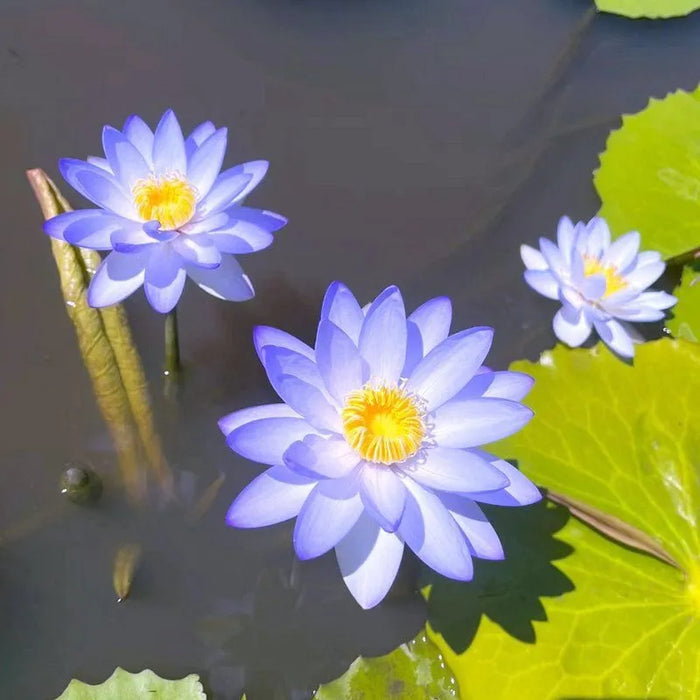 Bowl Lotus Seeds Bloom In All Seasons