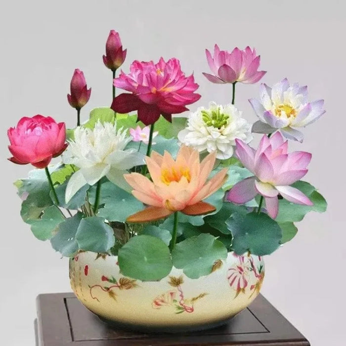 Bowl Lotus Seeds Bloom In All Seasons