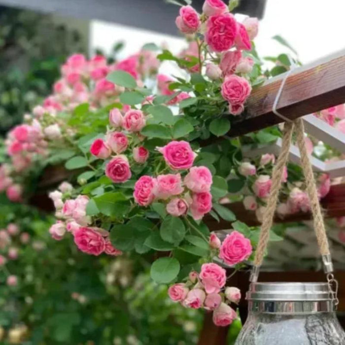 Climbing Rose Success Unfolding Seeds