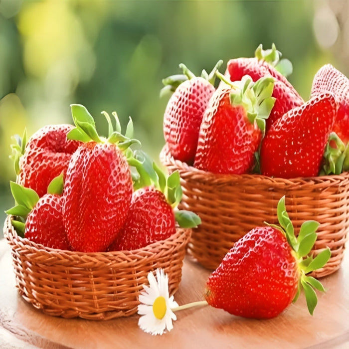 Cream Strawberry Seeds