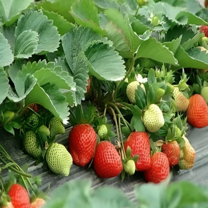 Cream Strawberry Seeds