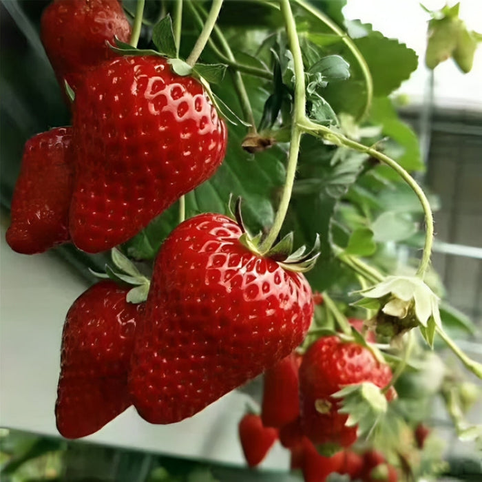 Cream Strawberry Seeds