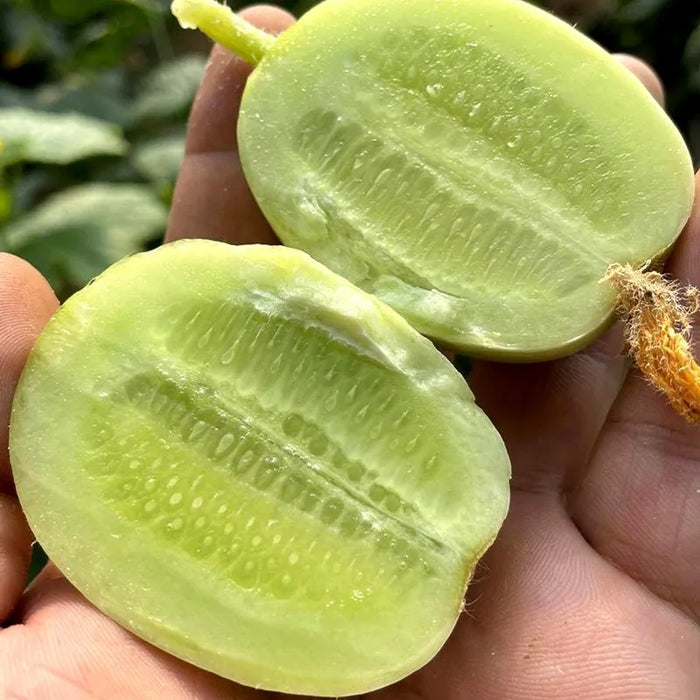 Cucumber Sunshine Boy Lady Seeds