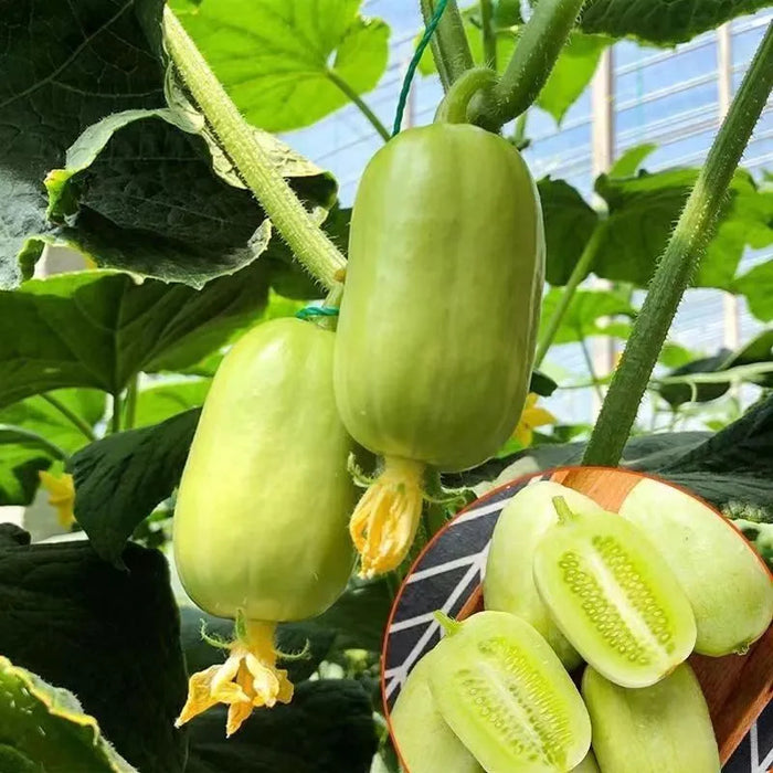 Cucumber Sunshine Boy Lady Seeds