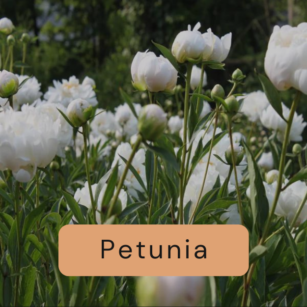 Petunia