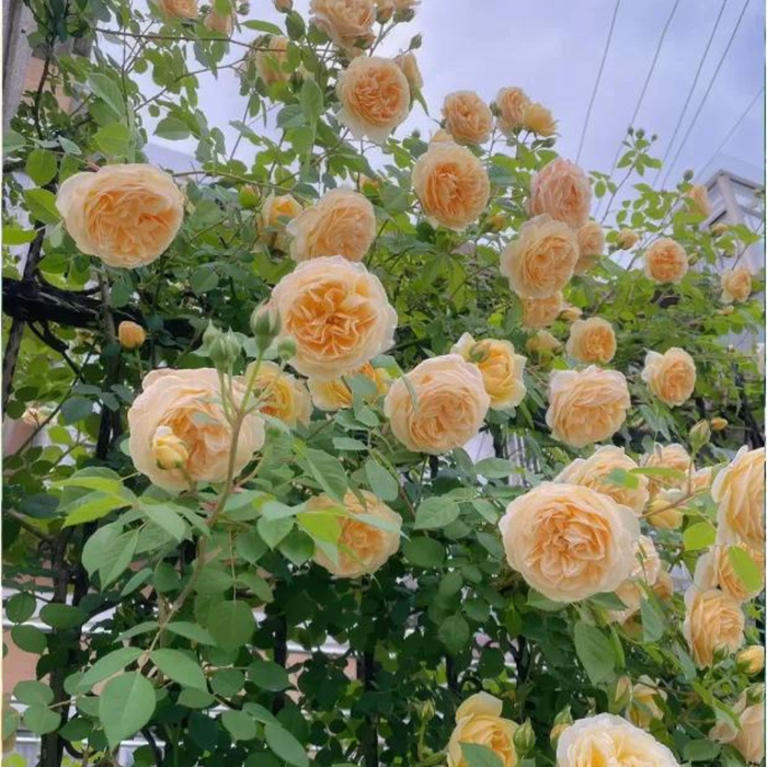 Garden Climbing Rose Flower Seeds