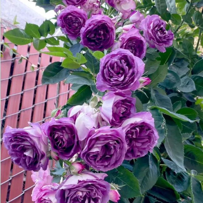 Garden Climbing Rose Flower Seeds