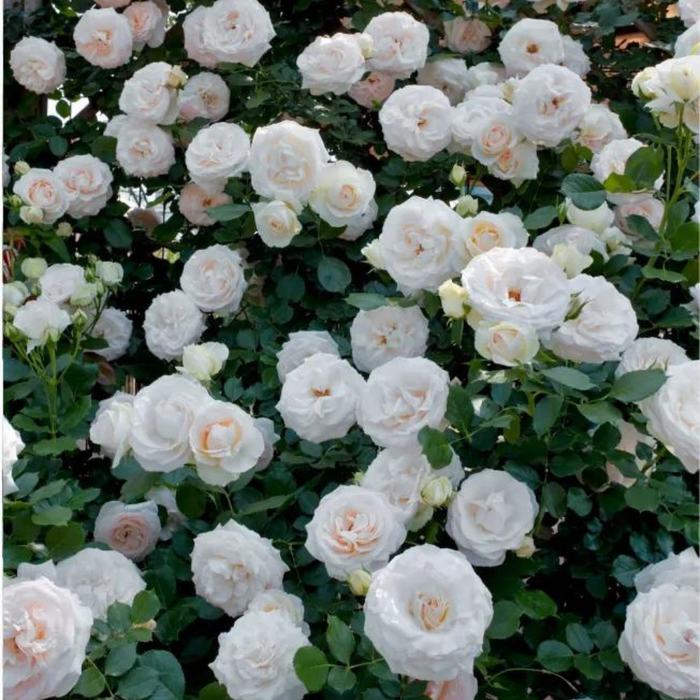 Garden Climbing Rose Flower Seeds