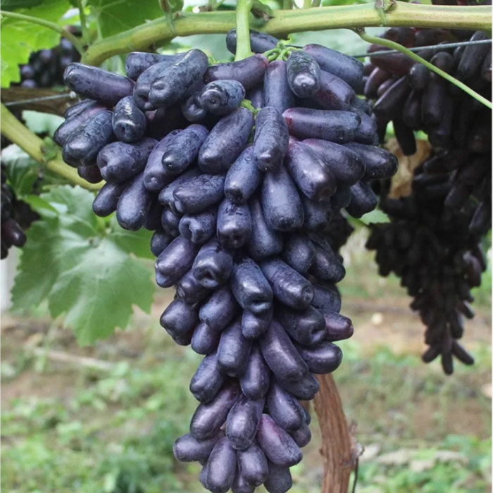 Sweet Sapphire Grape Seeds