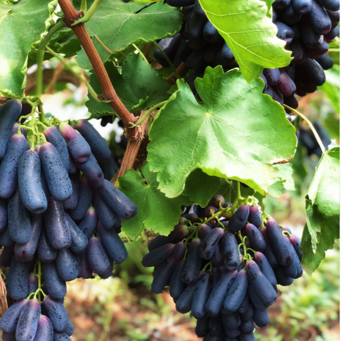 Sweet Sapphire Grape Seeds