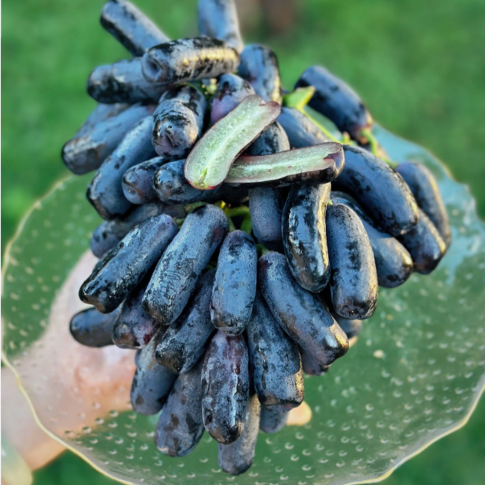 Sweet Sapphire Grape Seeds