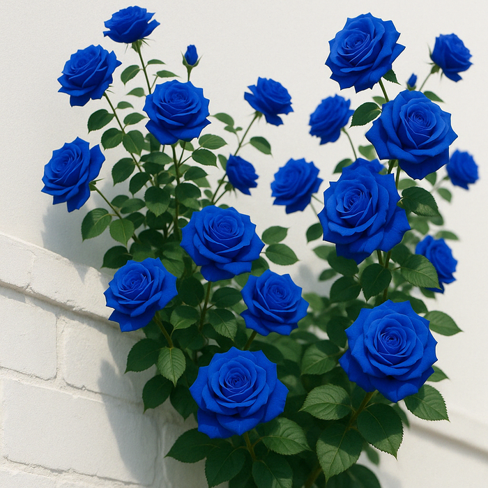 Enchanted Sorceress Rose Seeds