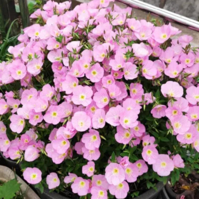 Evening Primrose Petal Cascade