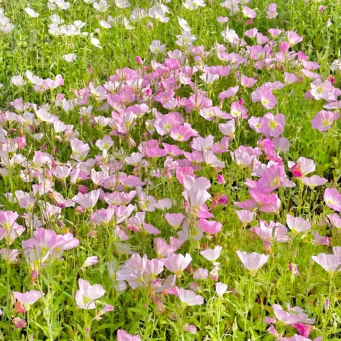 Evening Primrose Petal Cascade