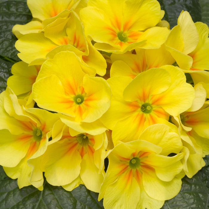 Evening Primrose Petal Cascade