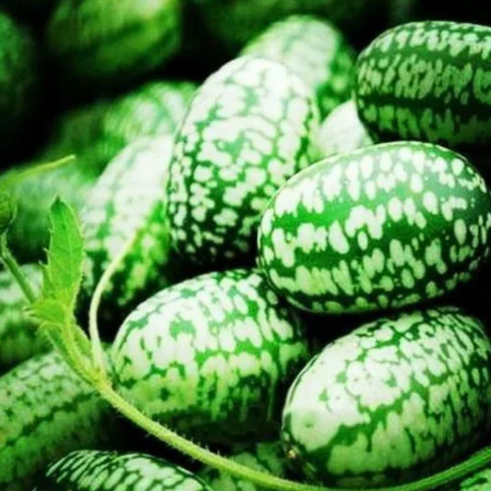 Exotic Watermelon Seeds