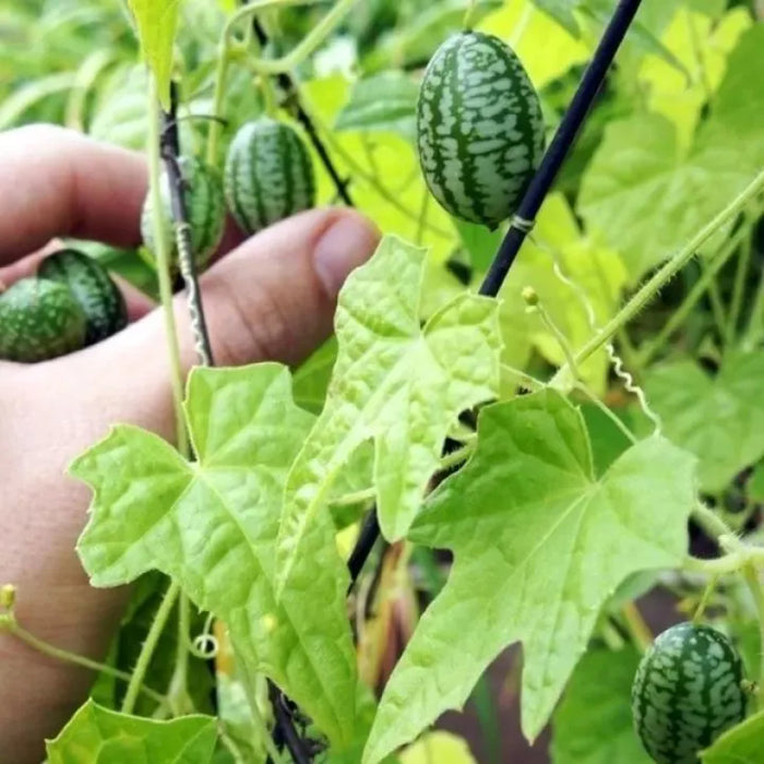 Exotic Watermelon Seeds