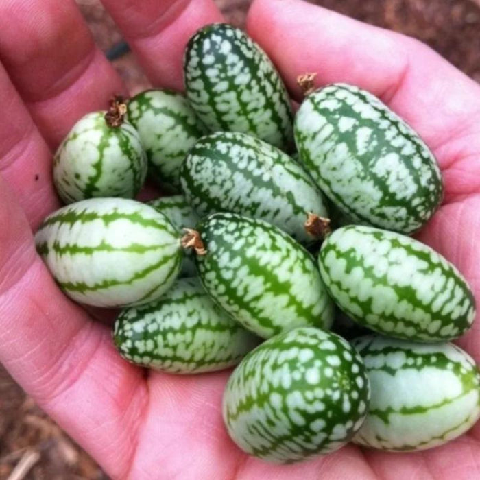 Exotic Watermelon Seeds