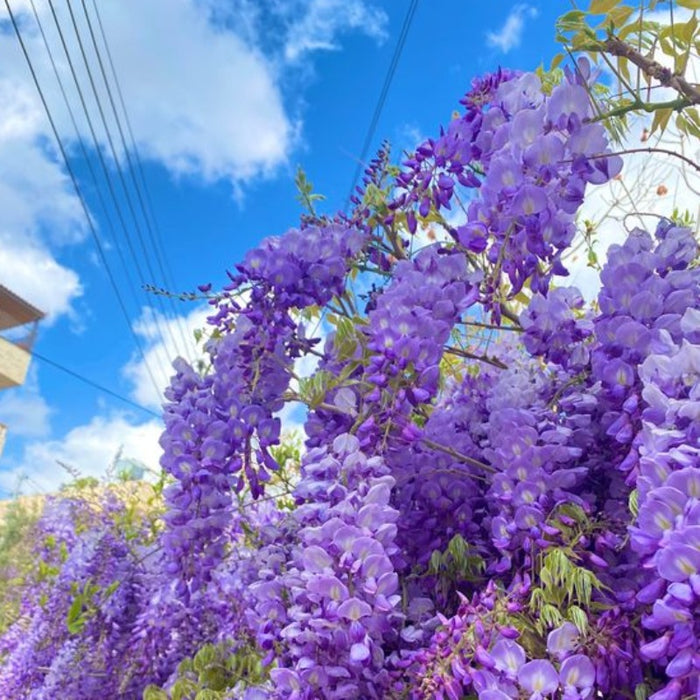 Wisteria Flower Seeds Purple Elf Blossoms