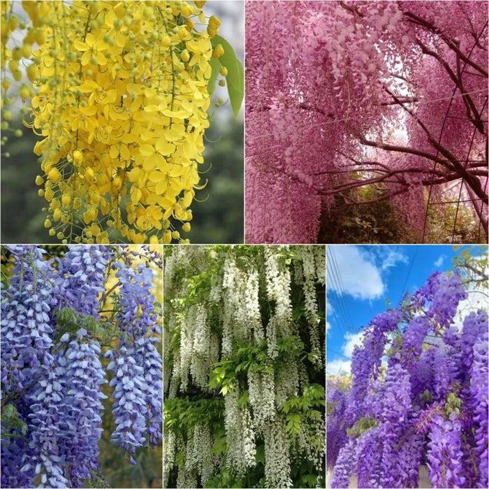 Wisteria Flower Seeds Purple Elf Blossoms