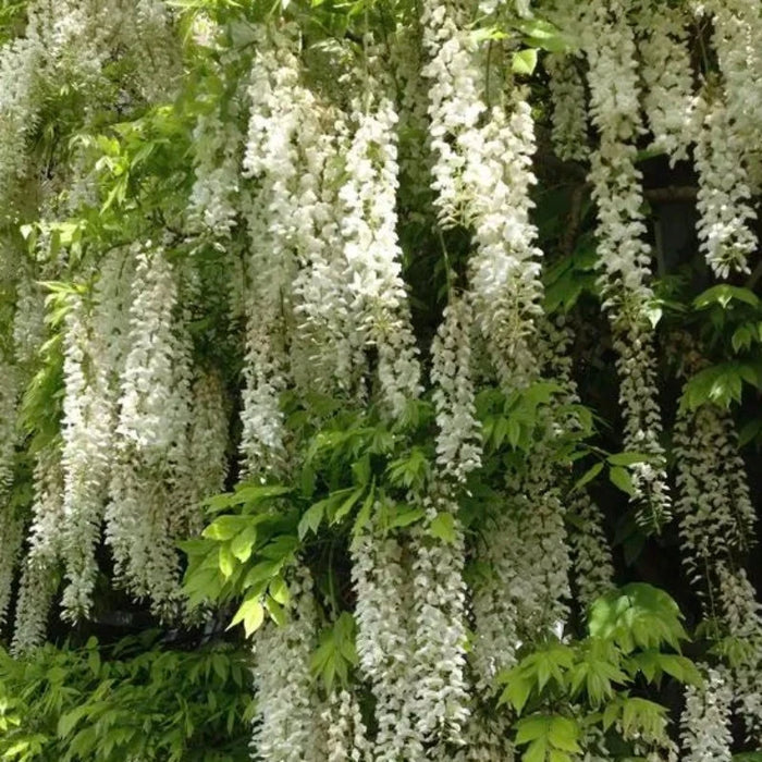 Wisteria Flower Seeds Purple Elf Blossoms