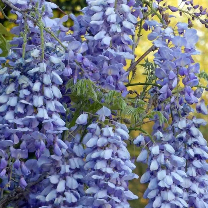 Wisteria Flower Seeds Purple Elf Blossoms