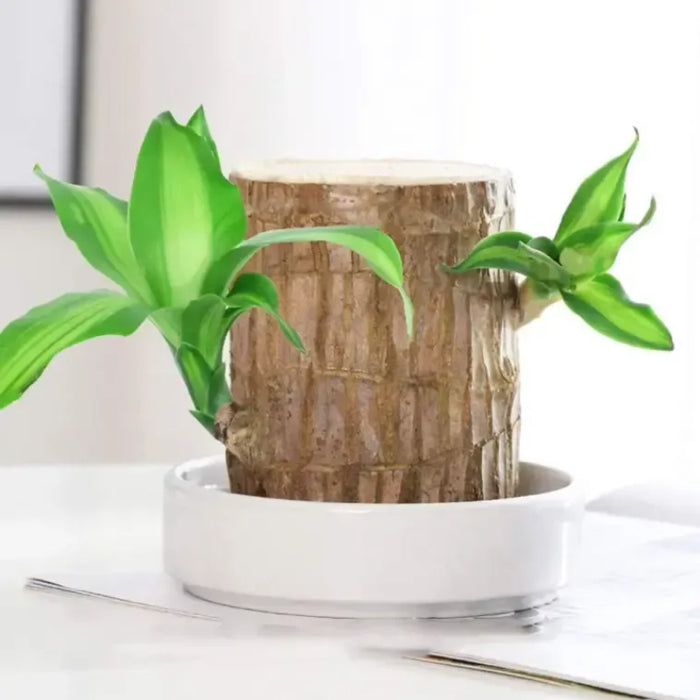 Fortune Brazil Wood Potted Plant