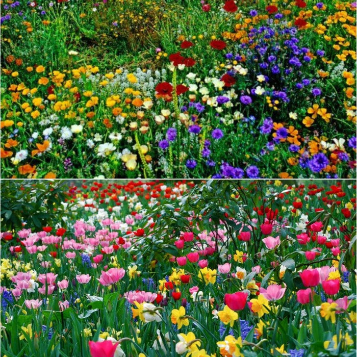 Pyrethrum Mixed Perennial Flower Seeds