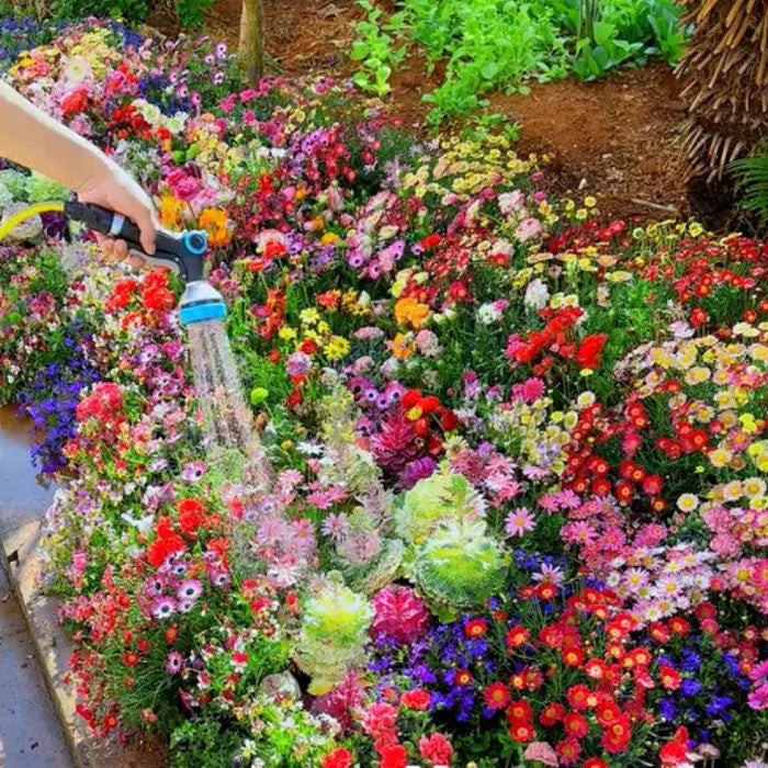 Pyrethrum Mixed Perennial Flower Seeds