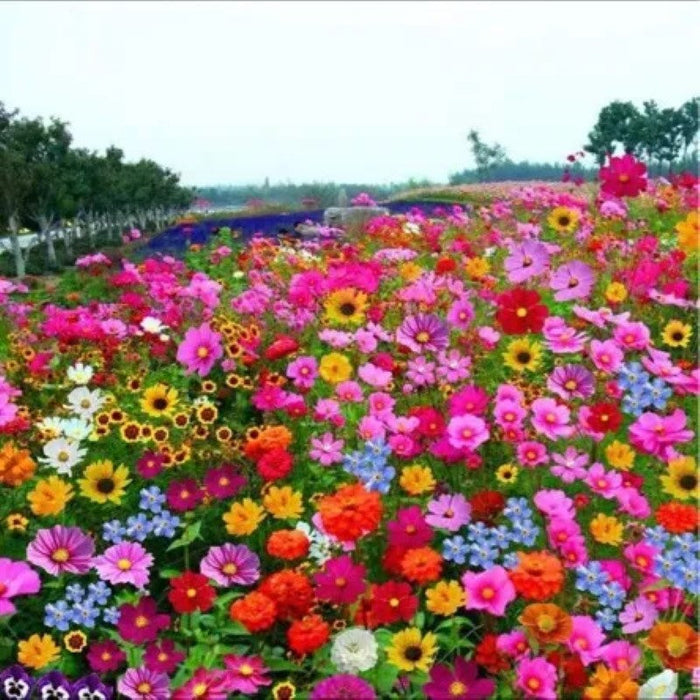 Pyrethrum Mixed Perennial Flower Seeds