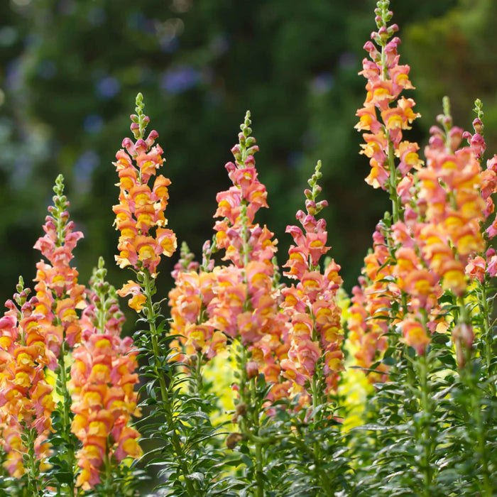 Rocket Bronze Snapdragon Seeds