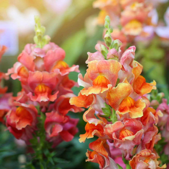 Rocket Bronze Snapdragon Seeds