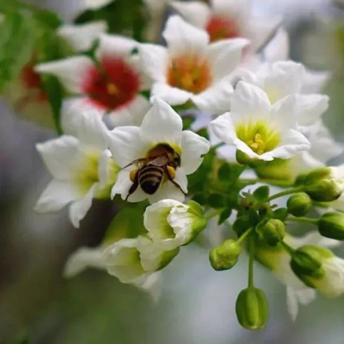 Xanthoceras Sorbifolium Bunge