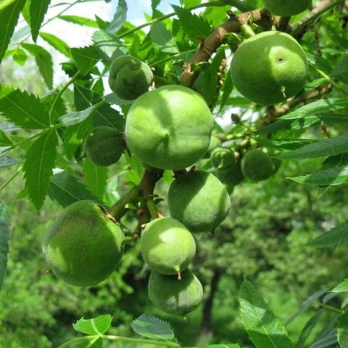 Xanthoceras Sorbifolium Bunge